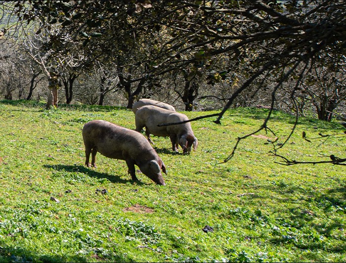 Porcs ibériques élevés en plein air dans une dehesa espagnole, sous des chênes producteurs de glands