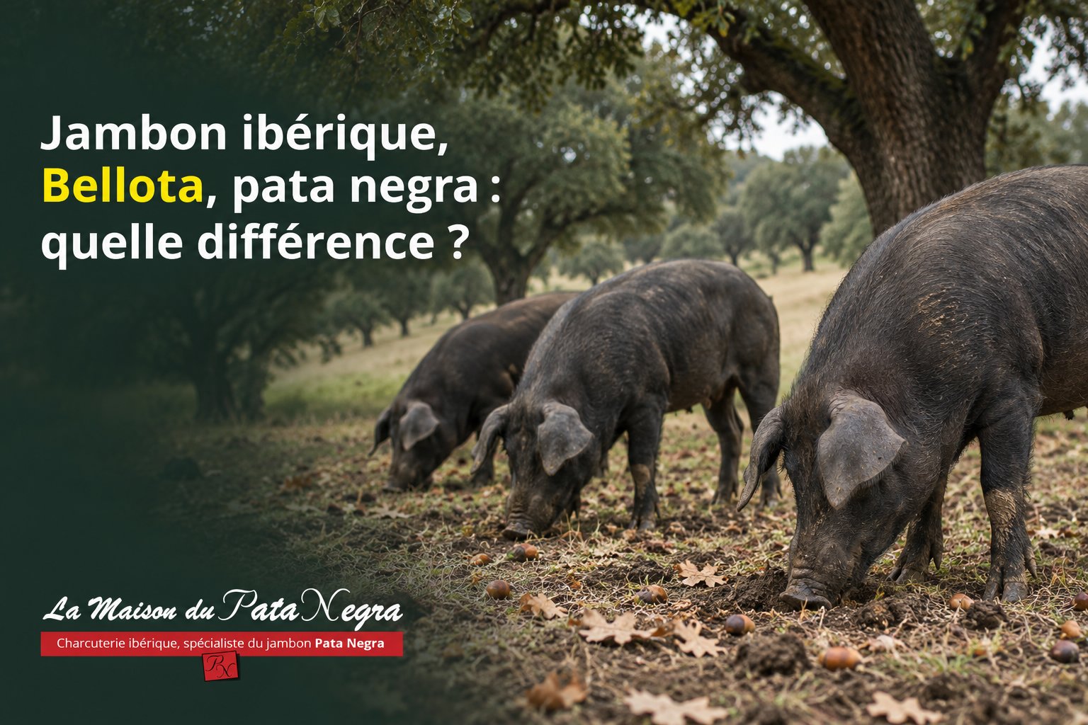 Jambon ibérique, Bellota, pata negra : quelle différence ?